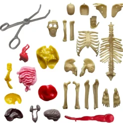 Thames&Kosmos Ooze Labs Visible Human Body
