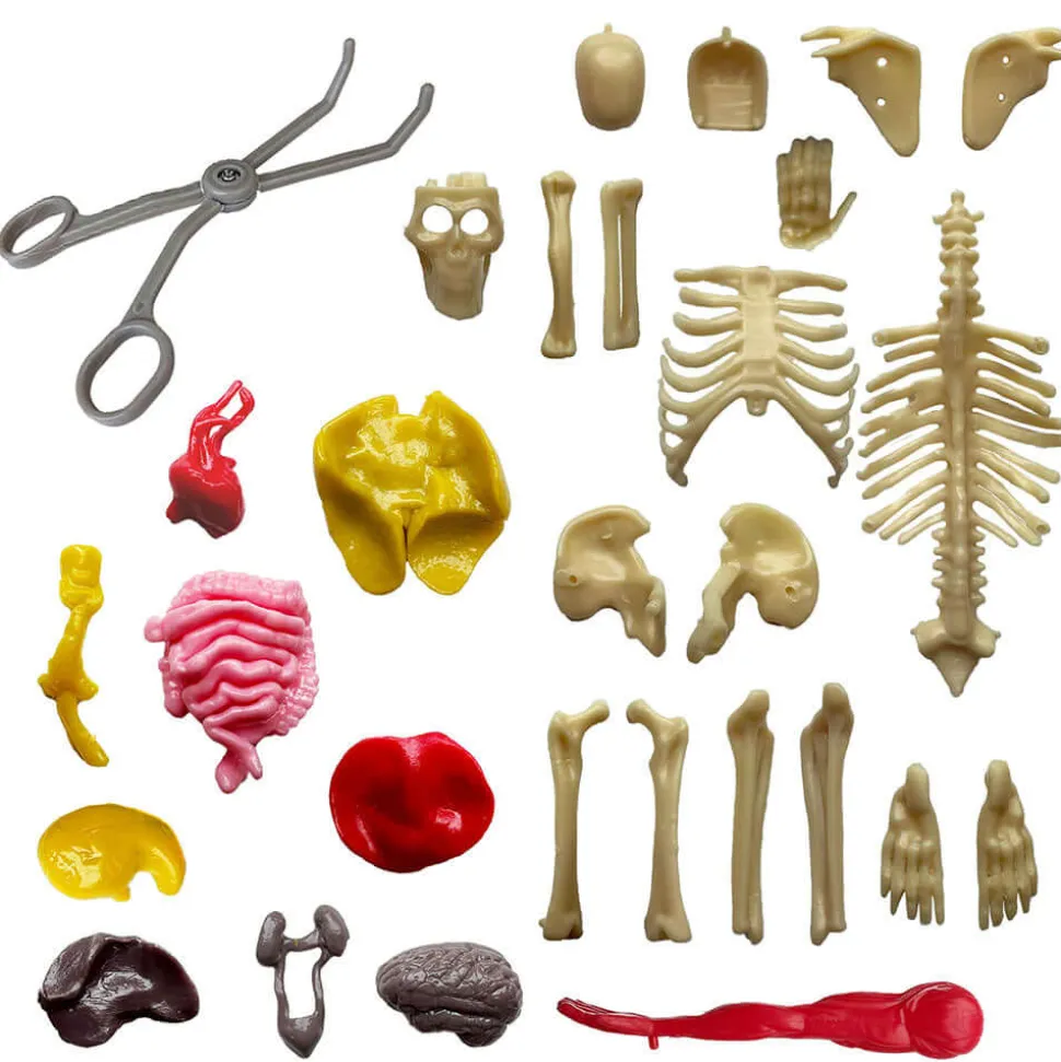 Thames&Kosmos Ooze Labs Visible Human Body