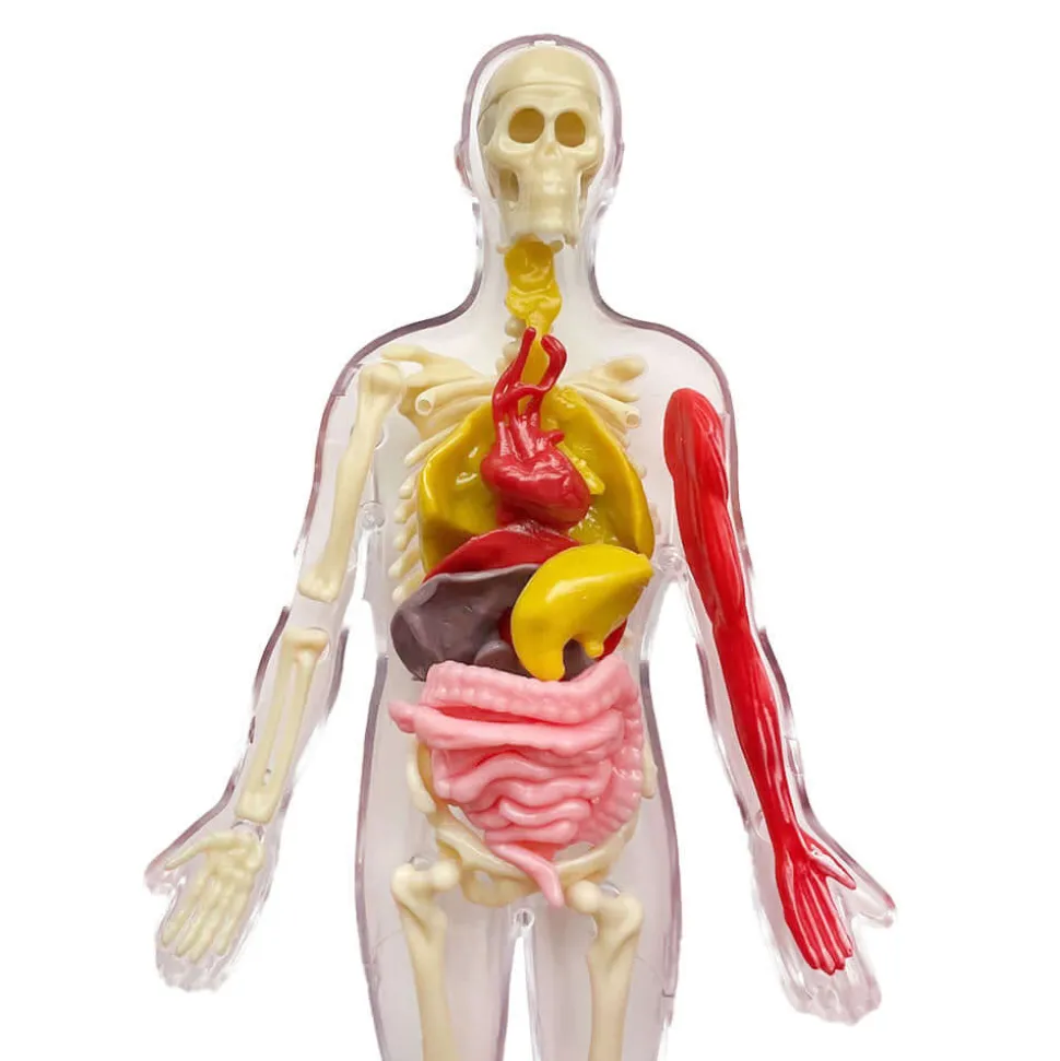 Thames&Kosmos Ooze Labs Visible Human Body